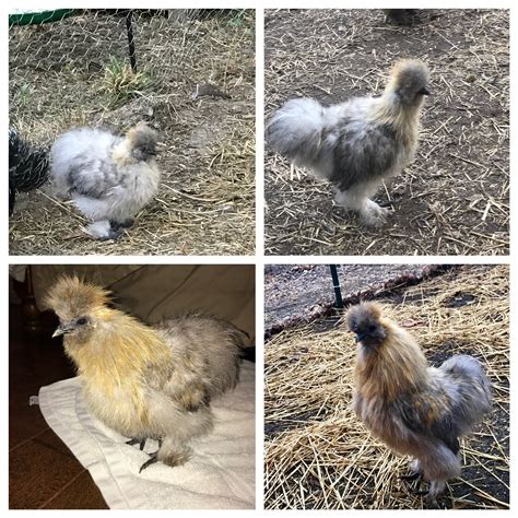 polish silkie chicken mix|fun facts about polish chickens.